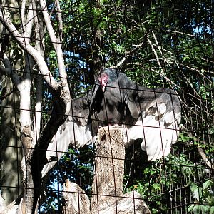 North America-Turkey Vulture