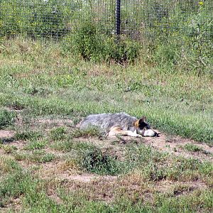 North America-Mexican Gray Wolf