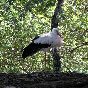 Asian Forest-White Stork