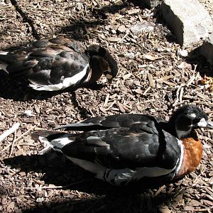 Asian Forest-Red-breasted Geese