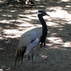 Asian Forest-Demoiselle Crane