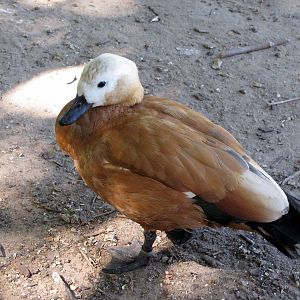 Asian Forest-Ruddy Shelduck