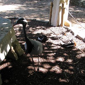 Asian Forest-Demoiselle Crane and Red-breasted Geese