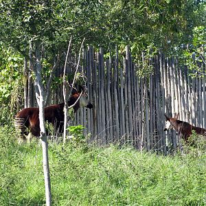 Downing Gorilla Forest-Okapi