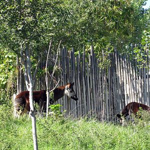 Downing Gorilla Forest-Okapi