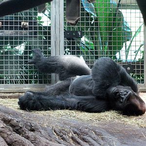 Downing Gorilla Forest-Western Gorilla