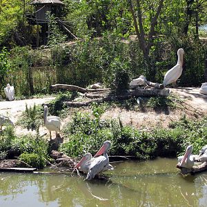 Downing Gorilla Forest-White and Pink-backed Pelicans