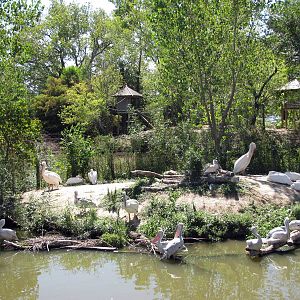 Downing Gorilla Forest-White and Pink-backed Pelicans