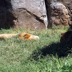 Pride of the Plains-African Lions