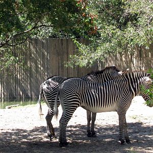 African Veldt-Grevy's Zebras
