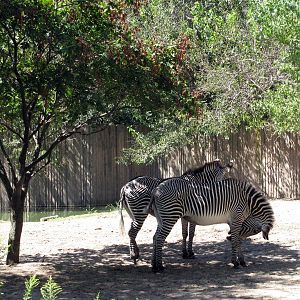 African Veldt-Grevy's Zebras