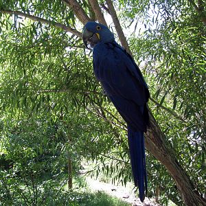 South America-Hyacinth Macaw