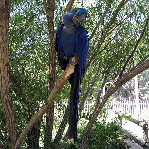 South America-Hyacinth Macaw