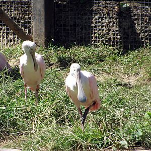 South America-Roseate Spoonbills