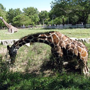 African Veldt-Reticulated Giraffe