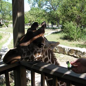 African Veldt-Reticulated Giraffe