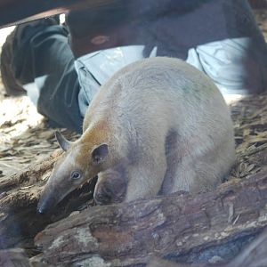 Long-tailed tamandua
