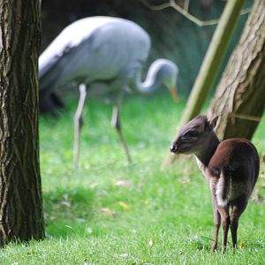 Blue duiker and blue crane