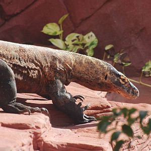 Telu the Komodo dragon
