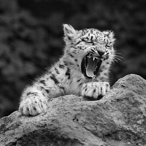 snow leopard cub