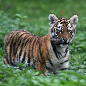 siberian tiger cub