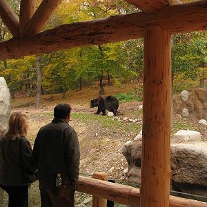 Kamtschatka bear enclosure