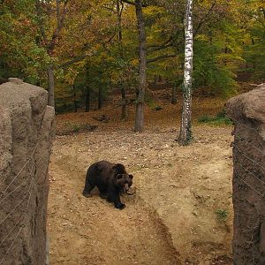 Kamtschatka bear enclosure