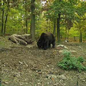 Kamtschatka bear enclosure