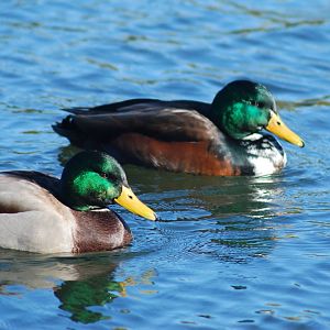 Mallard & Hybrid SV RSPB
