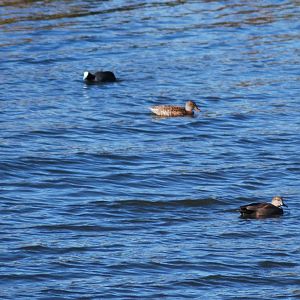 Gadwell and Coot SV RSPB