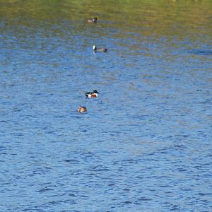 Northern Shoveler (Anas clypeata). SV RSPB