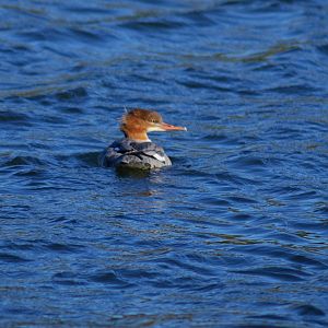 Goosander (Mergus merganser). SV RSPB