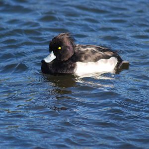 Tufted Duck SV RSPB