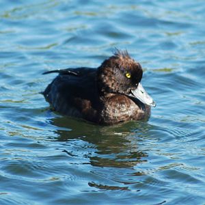 Tufted Duck SV RSPB