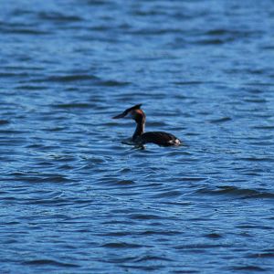 Great Crested Grebe SV RSPB
