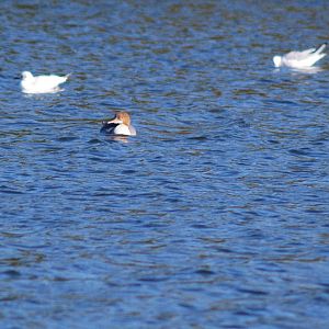 Goosender, Black Headed Gull & Lesser Black Backed Gull SV RSPB