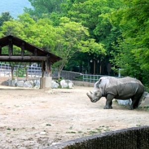 Seoul Zoo - White Rhinoceros
