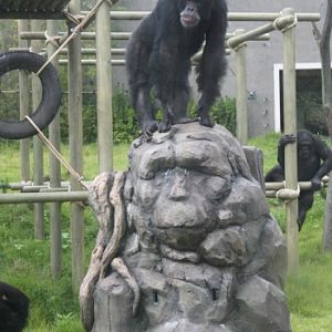 Seoul Zoo - Chimpanzee