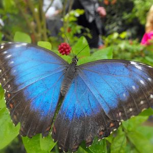 Morpho peleides Chester Zoo October 2010