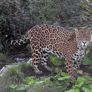 Coro the Jaguar Chester Zoo Waterfall Enclosure October 2010
