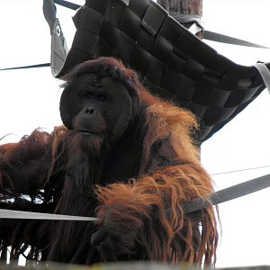 Puluh Male Sumutran Orangutan October 2010