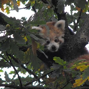 Lilly the Red Panda Cub Chester Zoo October 2010
