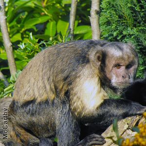 Buffy Headed Capuchin October 2010