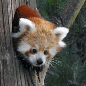 Lilly the Red Panda Cub Chester Zoo October 2010