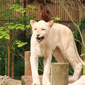 please add species and animals names if known thanks.