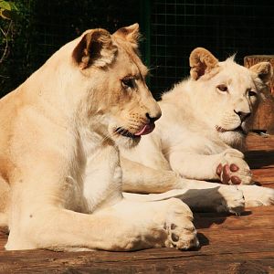 South African White Lions (Panthera leo krugeri)