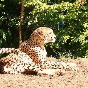 South African Cheetah (Acinonyx jubatus jubatus)
