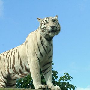 white Bengal tiger