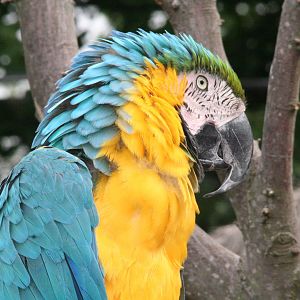 blue and yellow macaw