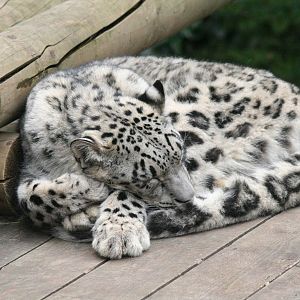 snow leopard